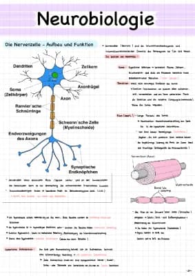 Know Neurobiologie Abi 21 thumbnail