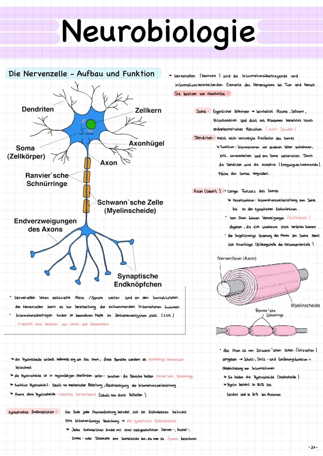 Die Nervenzelle - Aufbau und Funktion → Nervenzellen (Neurone ) sind die Informationsübertragende und
in formations verarbeitenden Elemente 