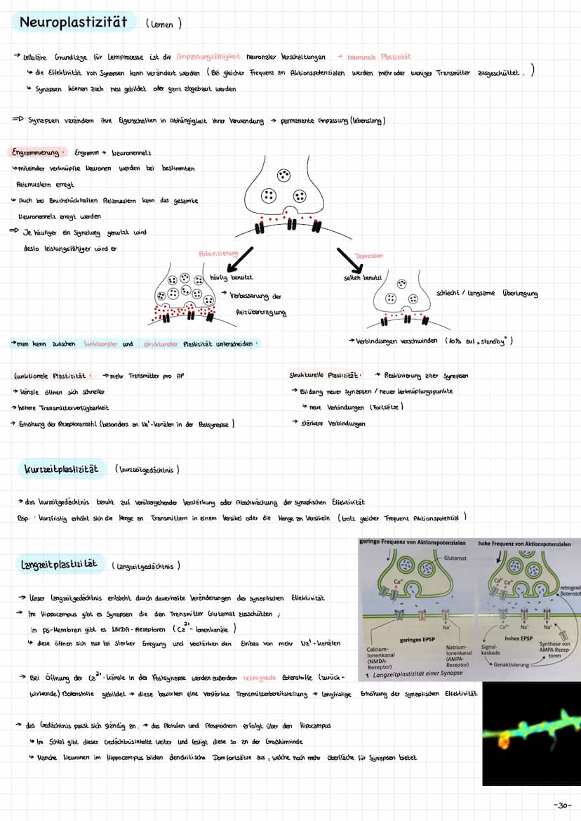 Die Nervenzelle - Aufbau und Funktion → Nervenzellen (Neurone ) sind die Informationsübertragende und
in formations verarbeitenden Elemente 