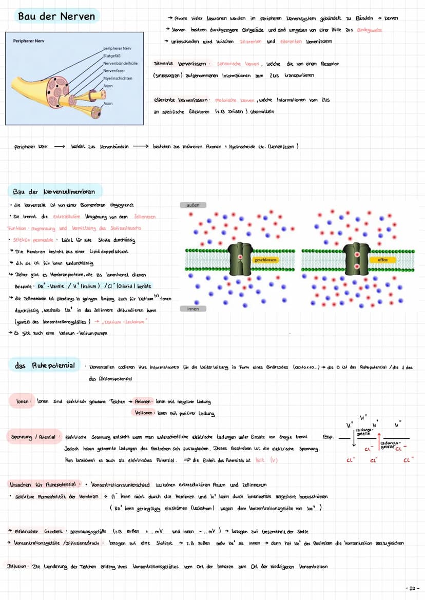 Die Nervenzelle - Aufbau und Funktion → Nervenzellen (Neurone ) sind die Informationsübertragende und
in formations verarbeitenden Elemente 