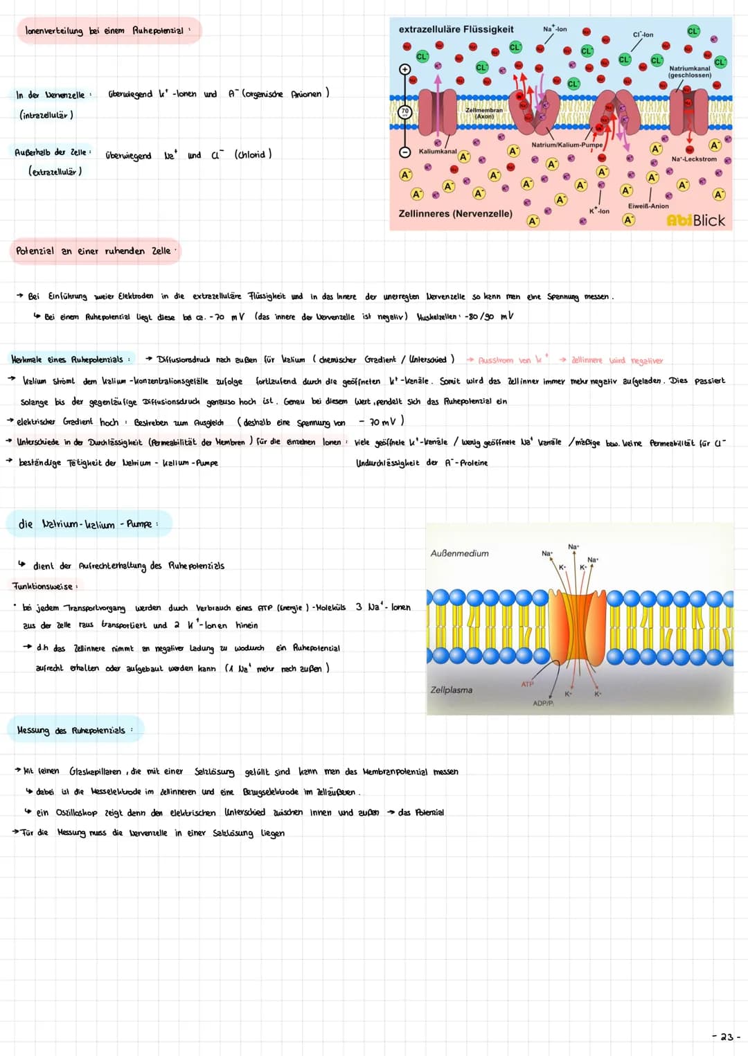Die Nervenzelle - Aufbau und Funktion → Nervenzellen (Neurone ) sind die Informationsübertragende und
in formations verarbeitenden Elemente 