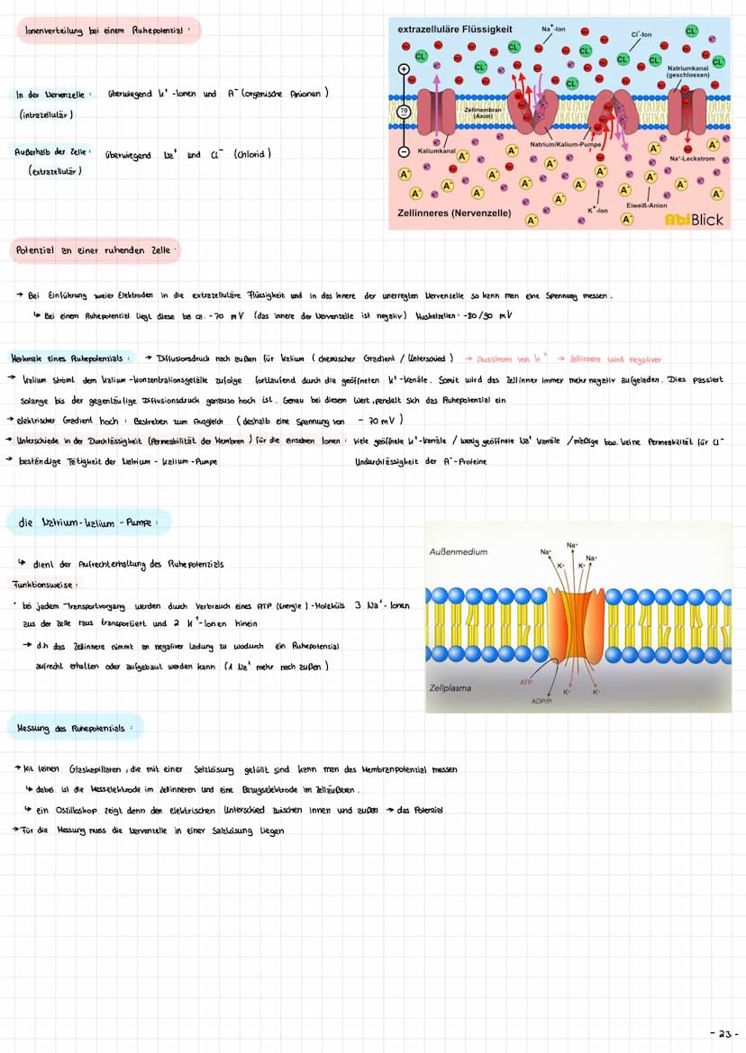 Die Nervenzelle - Aufbau und Funktion → Nervenzellen (Neurone ) sind die Informationsübertragende und
in formations verarbeitenden Elemente 