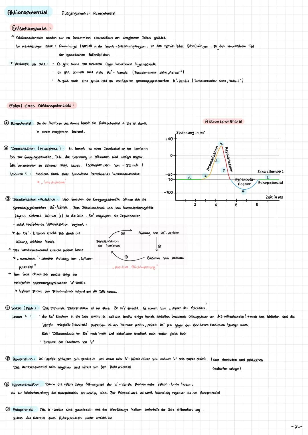 Die Nervenzelle - Aufbau und Funktion → Nervenzellen (Neurone ) sind die Informationsübertragende und
in formations verarbeitenden Elemente 