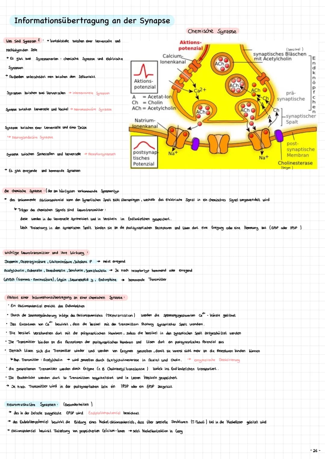Die Nervenzelle - Aufbau und Funktion → Nervenzellen (Neurone ) sind die Informationsübertragende und
in formations verarbeitenden Elemente 