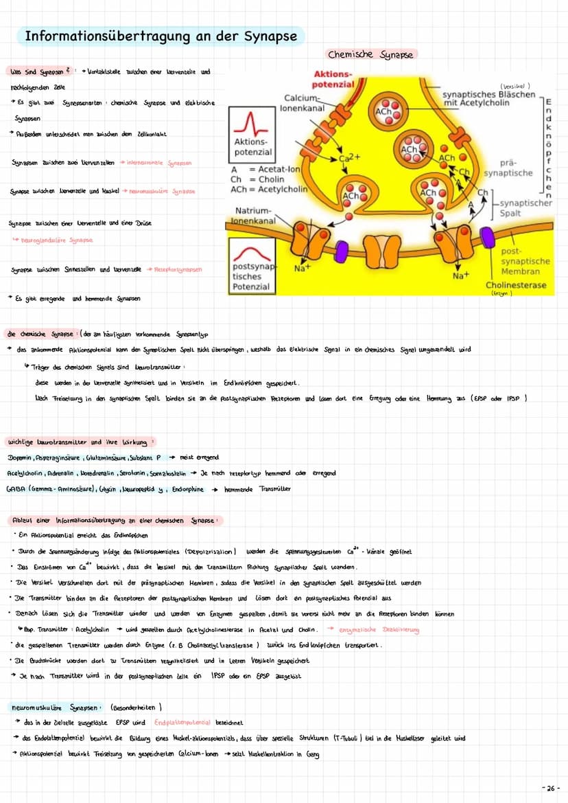 Die Nervenzelle - Aufbau und Funktion → Nervenzellen (Neurone ) sind die Informationsübertragende und
in formations verarbeitenden Elemente 
