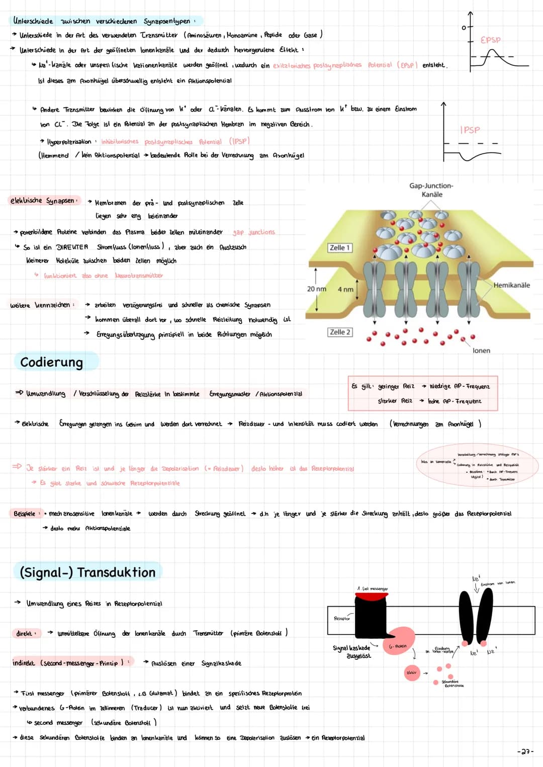Die Nervenzelle - Aufbau und Funktion → Nervenzellen (Neurone ) sind die Informationsübertragende und
in formations verarbeitenden Elemente 