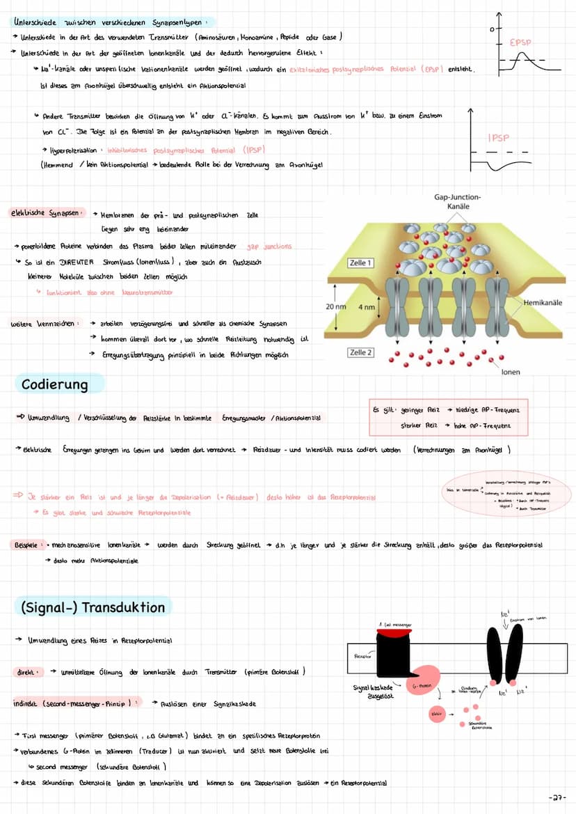 Die Nervenzelle - Aufbau und Funktion → Nervenzellen (Neurone ) sind die Informationsübertragende und
in formations verarbeitenden Elemente 