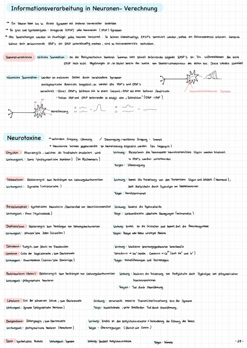 Die Nervenzelle - Aufbau und Funktion → Nervenzellen (Neurone ) sind die Informationsübertragende und
in formations verarbeitenden Elemente 