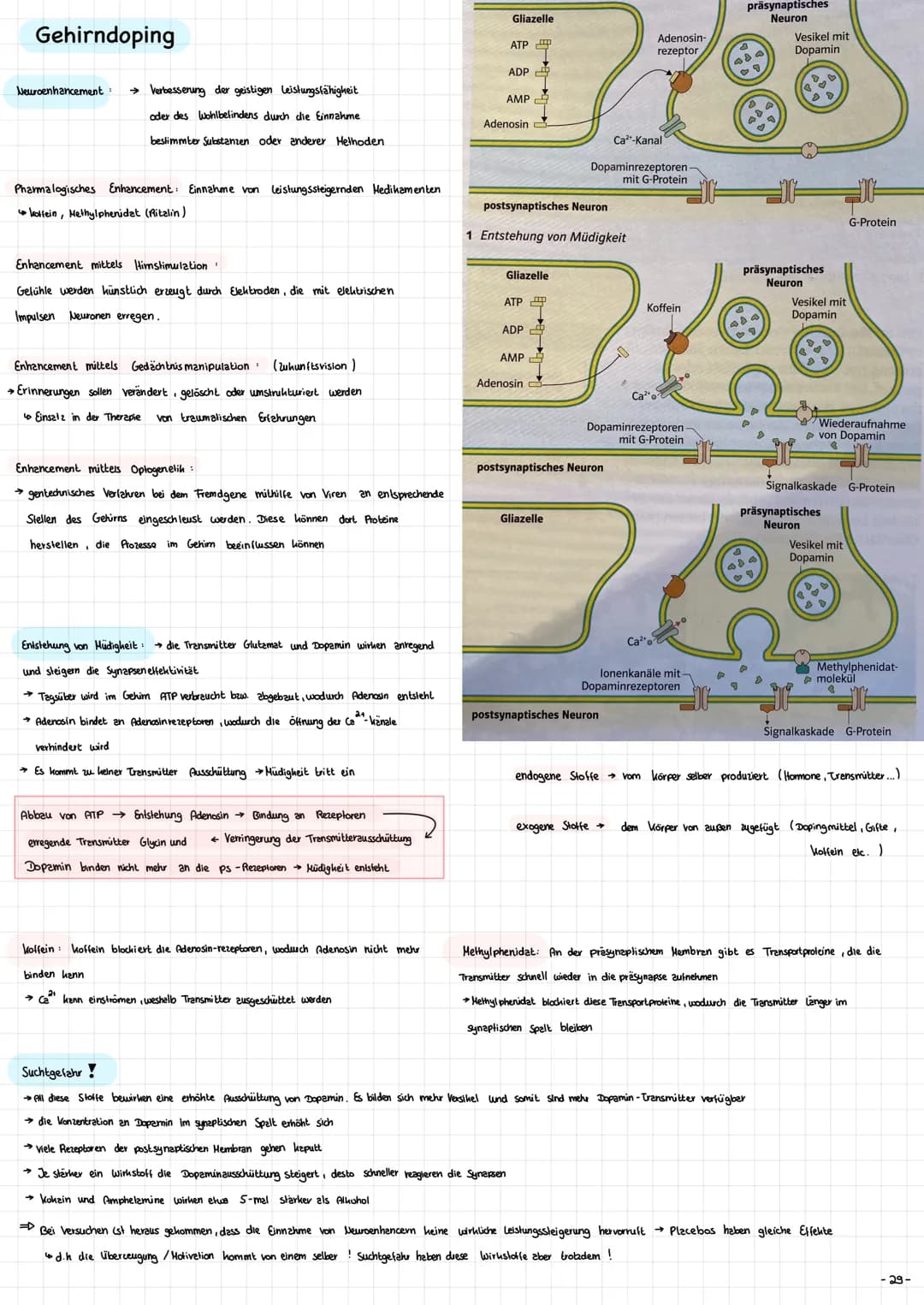 Die Nervenzelle - Aufbau und Funktion → Nervenzellen (Neurone ) sind die Informationsübertragende und
in formations verarbeitenden Elemente 