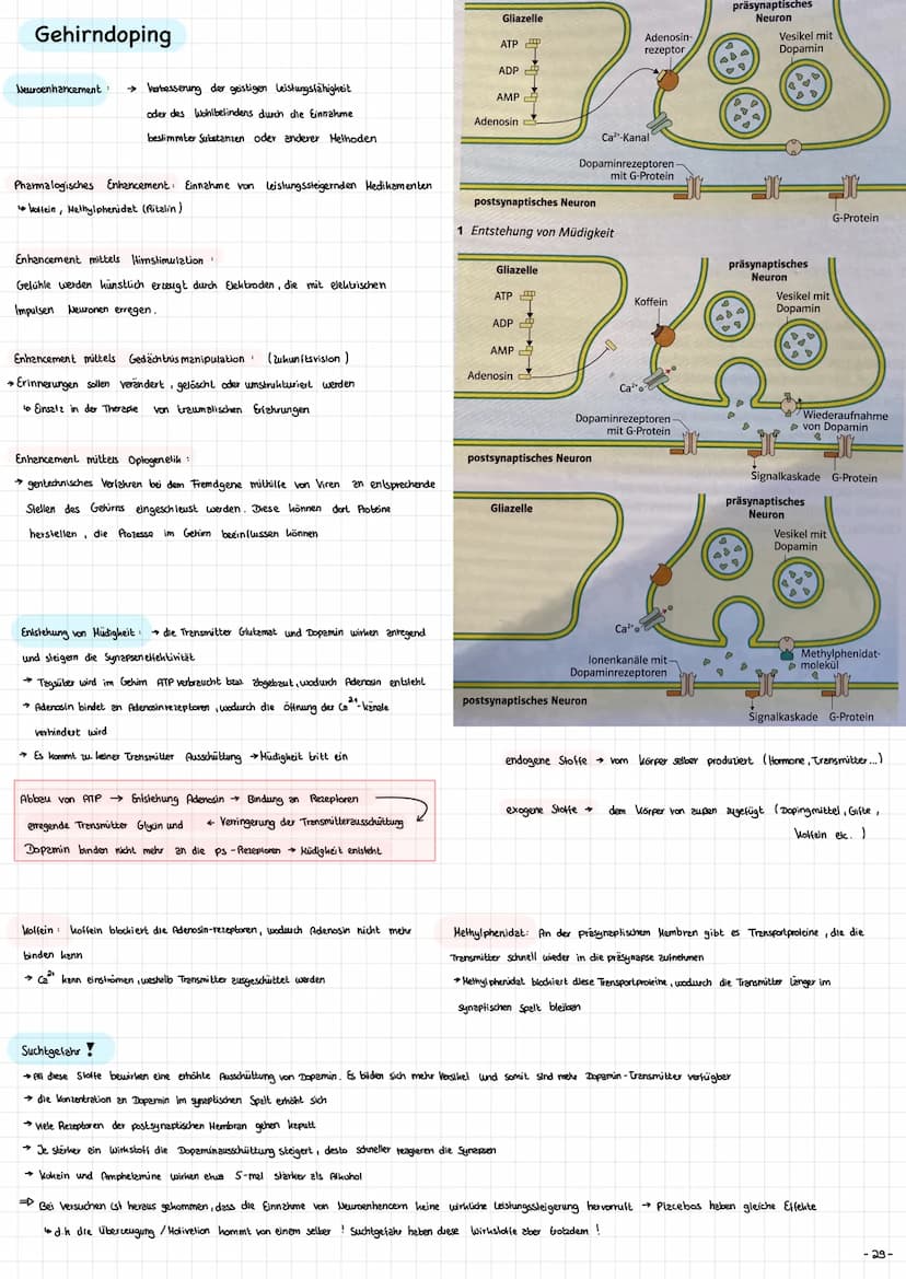 Die Nervenzelle - Aufbau und Funktion → Nervenzellen (Neurone ) sind die Informationsübertragende und
in formations verarbeitenden Elemente 
