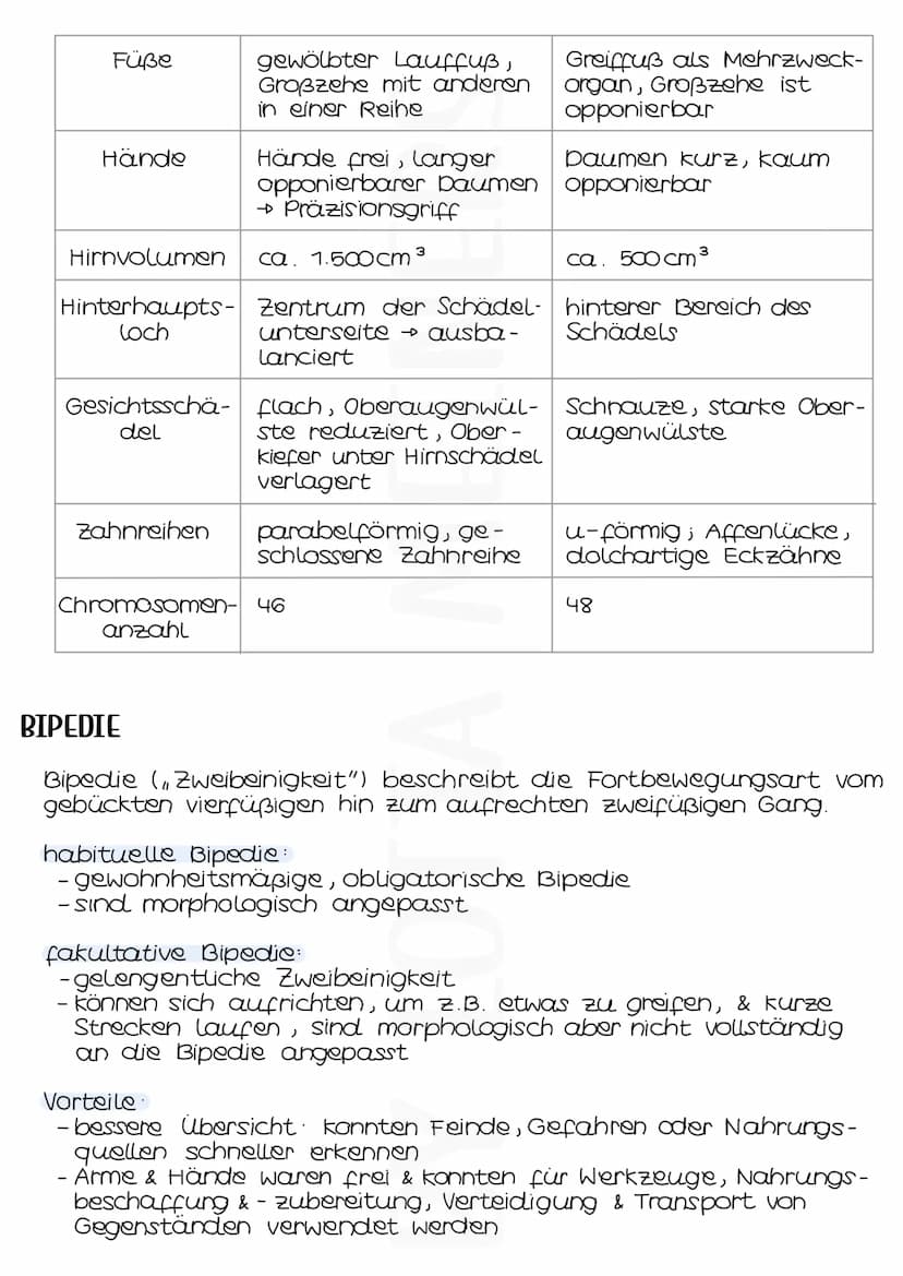 STELLUNG DES MENSCHEN
- Mensch gehört zusammen mit Affen zur Ordnung der Primaten
- Primaten lassen sich in Feuchtnasenprimaten (Halbaffen w