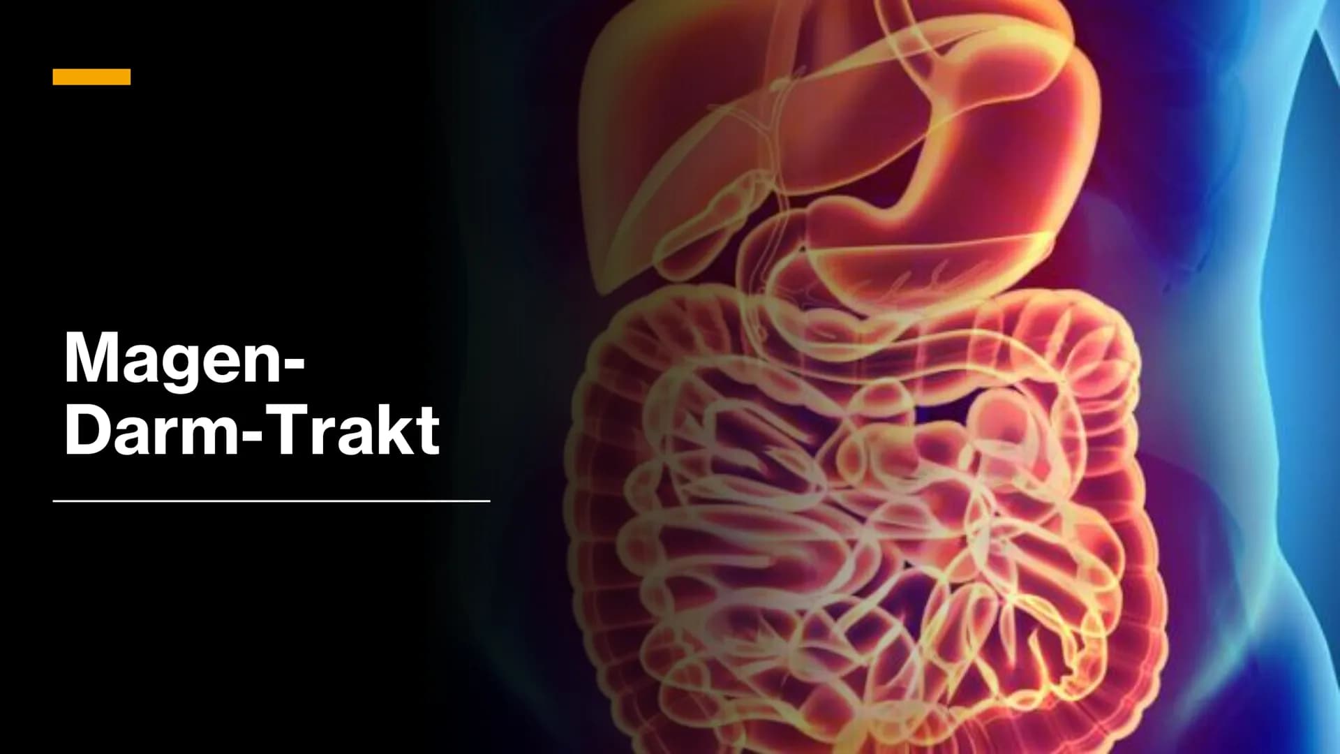 Magen-
Darm-Trakt Gliederung
Definition
Organe
Mundhöhle &
Speiseröhre
X
Magen
Darm
Quellen 01.
toppha
Apof
●
●
Definition
Alle Teile des Kö