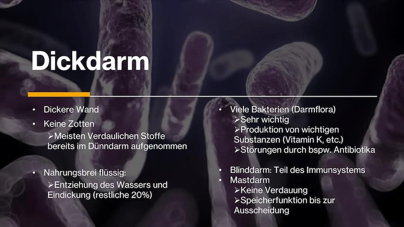 Magen-
Darm-Trakt Gliederung
Definition
Organe
Mundhöhle &
Speiseröhre
X
Magen
Darm
Quellen 01.
toppha
Apof
●
●
Definition
Alle Teile des Kö