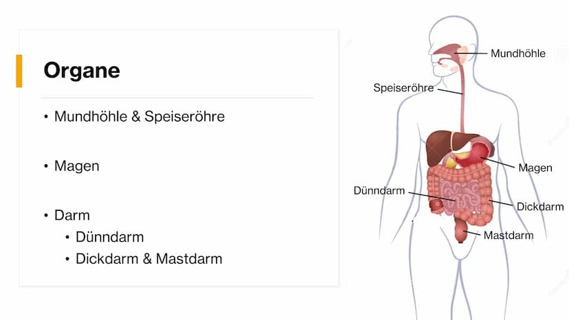 Magen-
Darm-Trakt Gliederung
Definition
Organe
Mundhöhle &
Speiseröhre
X
Magen
Darm
Quellen 01.
toppha
Apof
●
●
Definition
Alle Teile des Kö