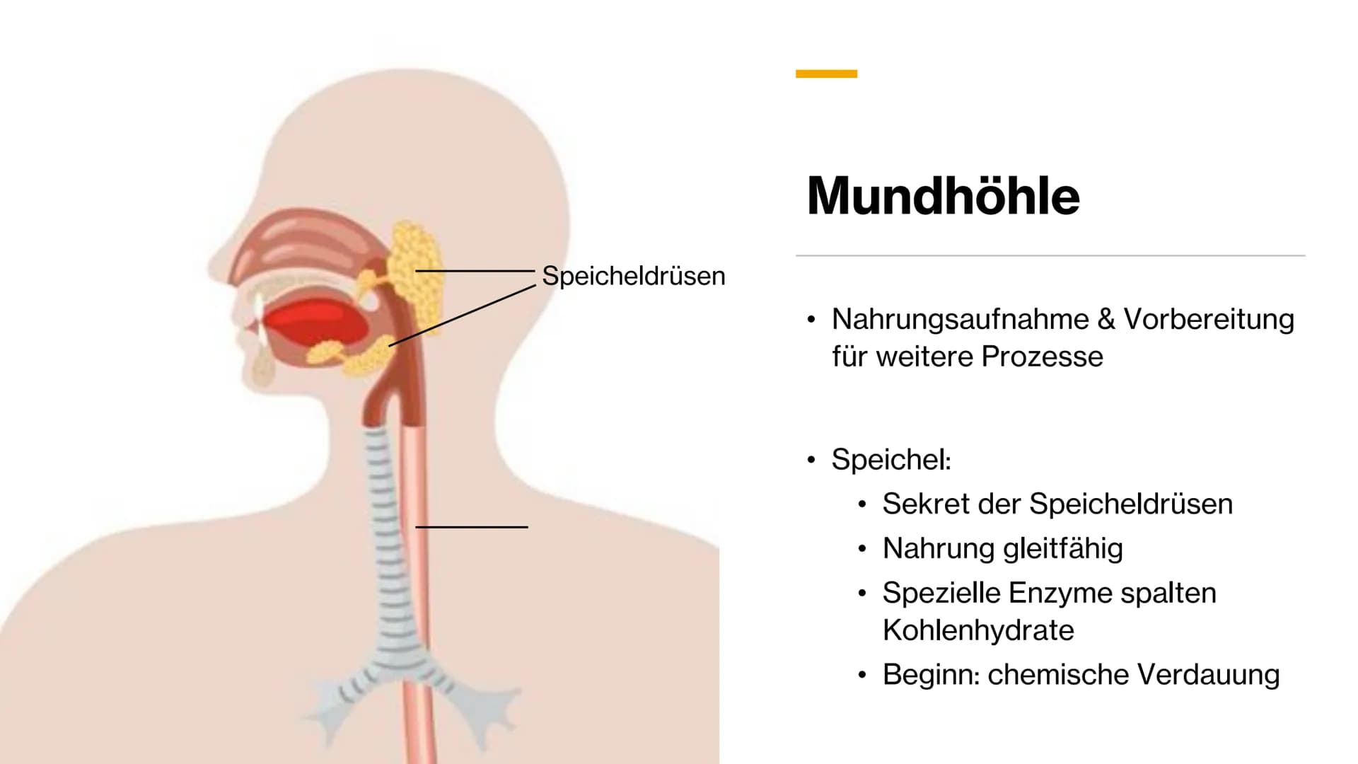 Magen-
Darm-Trakt Gliederung
Definition
Organe
Mundhöhle &
Speiseröhre
X
Magen
Darm
Quellen 01.
toppha
Apof
●
●
Definition
Alle Teile des Kö