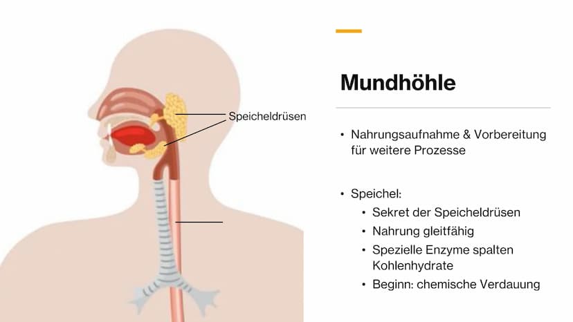 Magen-
Darm-Trakt Gliederung
Definition
Organe
Mundhöhle &
Speiseröhre
X
Magen
Darm
Quellen 01.
toppha
Apof
●
●
Definition
Alle Teile des Kö