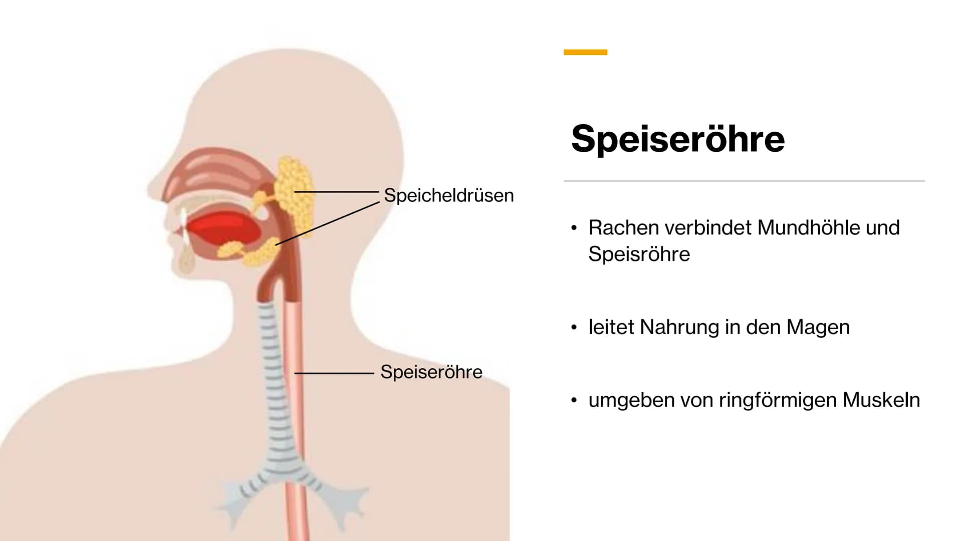 Magen-
Darm-Trakt Gliederung
Definition
Organe
Mundhöhle &
Speiseröhre
X
Magen
Darm
Quellen 01.
toppha
Apof
●
●
Definition
Alle Teile des Kö