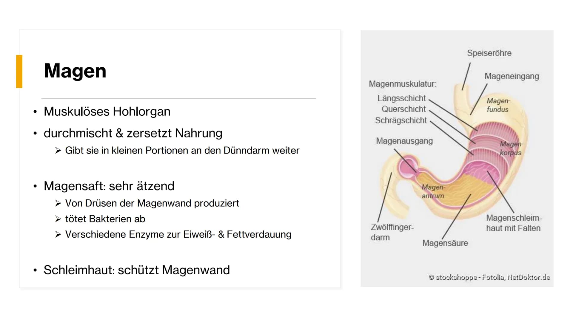 Magen-
Darm-Trakt Gliederung
Definition
Organe
Mundhöhle &
Speiseröhre
X
Magen
Darm
Quellen 01.
toppha
Apof
●
●
Definition
Alle Teile des Kö