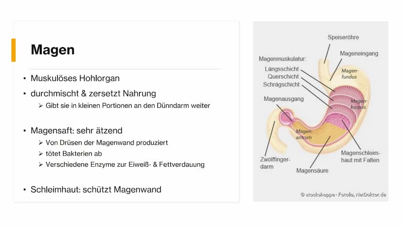 Magen-
Darm-Trakt Gliederung
Definition
Organe
Mundhöhle &
Speiseröhre
X
Magen
Darm
Quellen 01.
toppha
Apof
●
●
Definition
Alle Teile des Kö