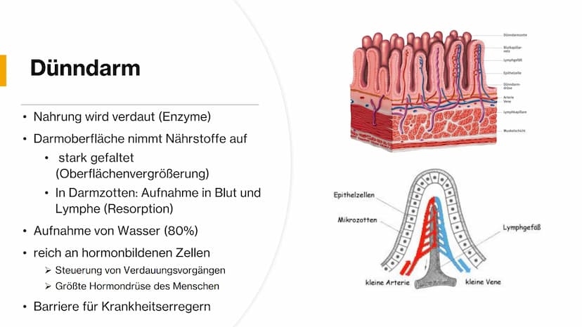 Magen-
Darm-Trakt Gliederung
Definition
Organe
Mundhöhle &
Speiseröhre
X
Magen
Darm
Quellen 01.
toppha
Apof
●
●
Definition
Alle Teile des Kö