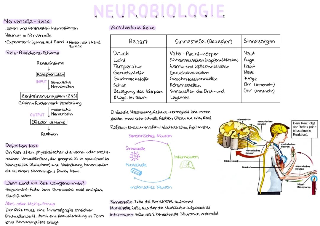 Neurobiologie