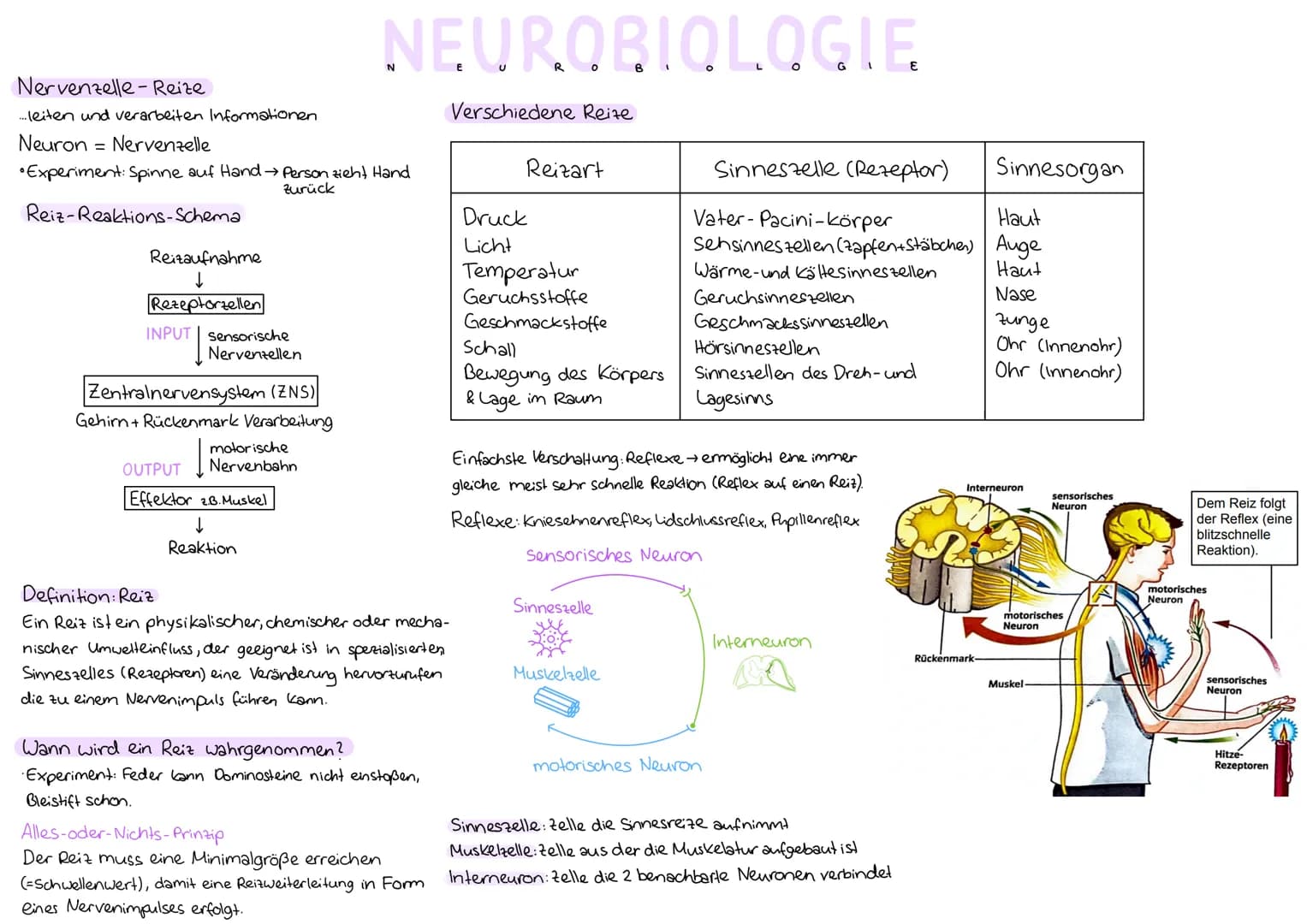 Nervenzelle-Reize
....leiten und verarbeiten Informationen
Neuron Nervenzelle
"Experiment: Spinne auf Hand → Person zieht Hand
zurück
Reiz-R