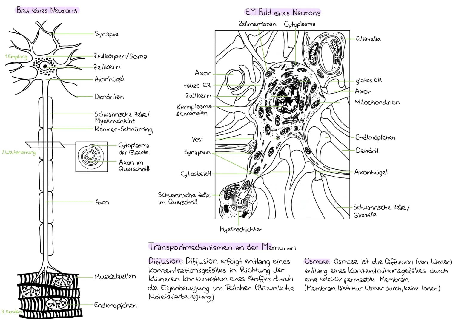 Nervenzelle-Reize
....leiten und verarbeiten Informationen
Neuron Nervenzelle
"Experiment: Spinne auf Hand → Person zieht Hand
zurück
Reiz-R