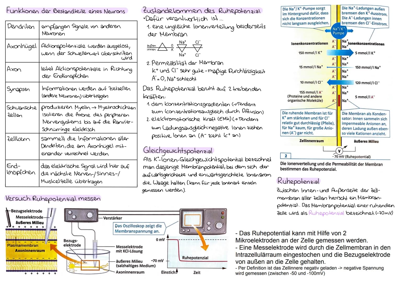 Nervenzelle-Reize
....leiten und verarbeiten Informationen
Neuron Nervenzelle
"Experiment: Spinne auf Hand → Person zieht Hand
zurück
Reiz-R