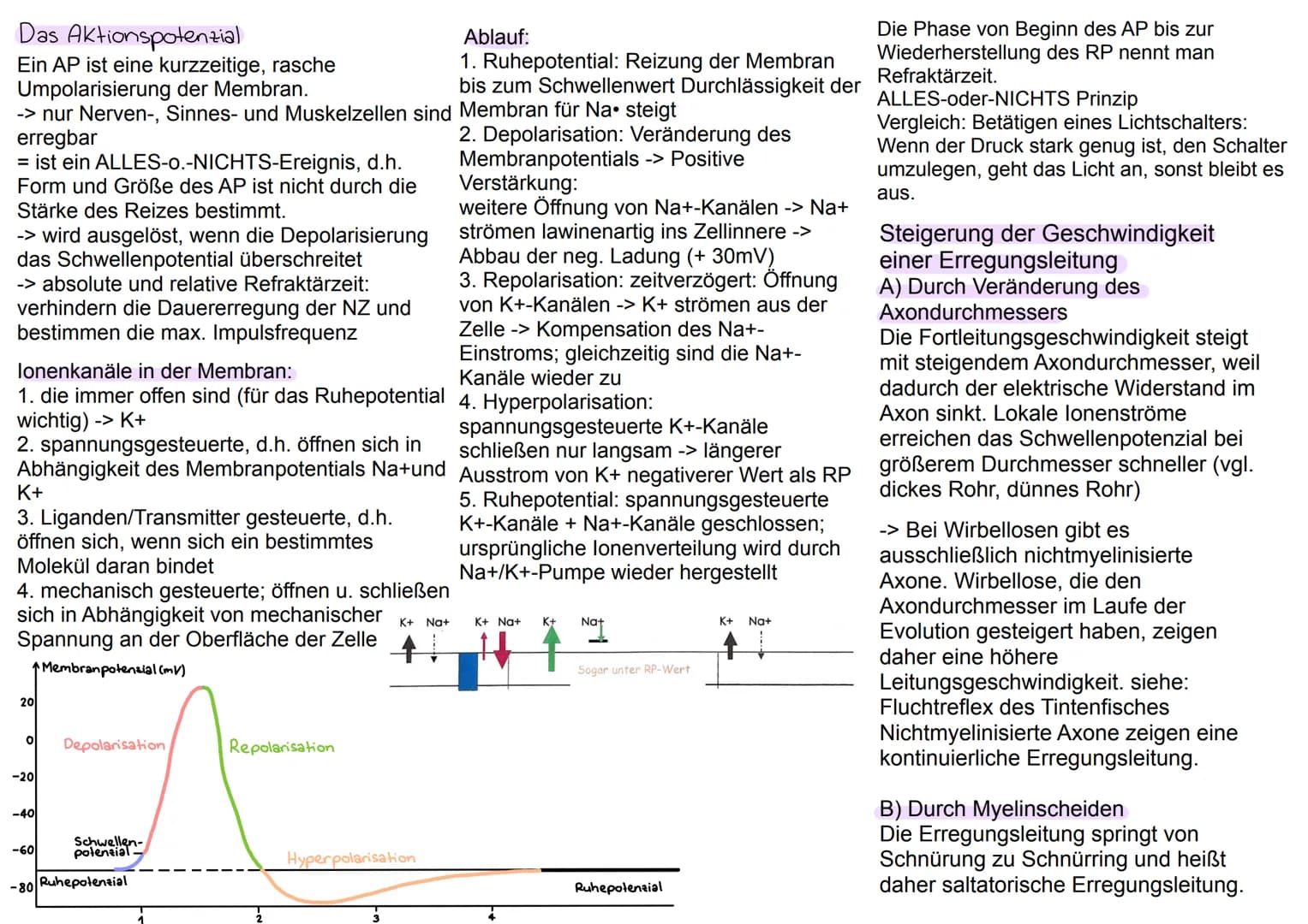Nervenzelle-Reize
....leiten und verarbeiten Informationen
Neuron Nervenzelle
"Experiment: Spinne auf Hand → Person zieht Hand
zurück
Reiz-R