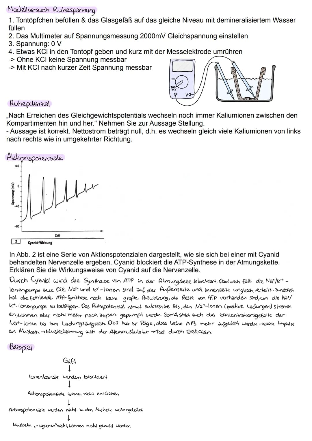 Nervenzelle-Reize
....leiten und verarbeiten Informationen
Neuron Nervenzelle
"Experiment: Spinne auf Hand → Person zieht Hand
zurück
Reiz-R