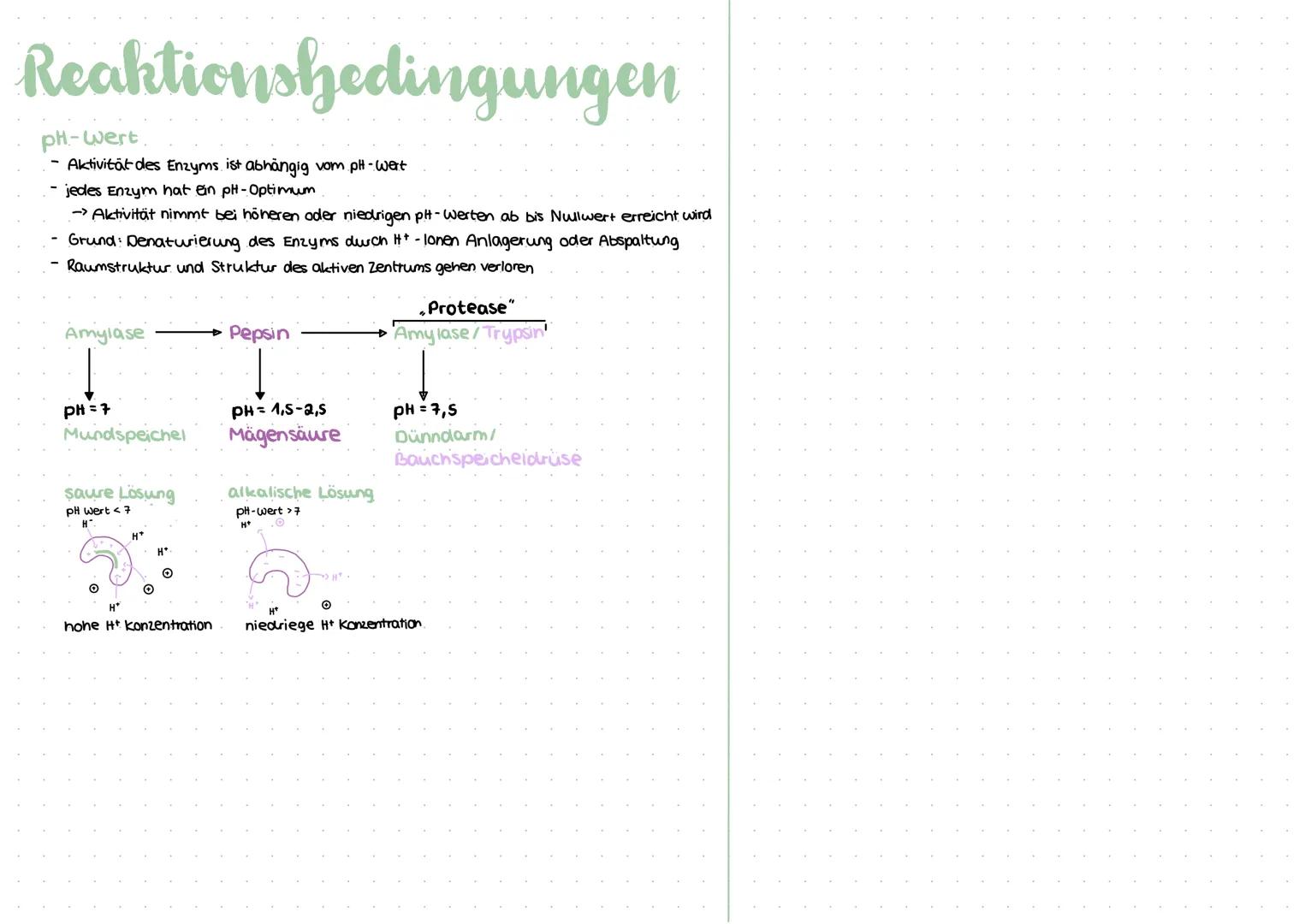 Reaktionshedingungen
Enzymaktivität:
Substrate, die pro Sekunde von den Enzymen umgesetzt werden
Maß für die Wirksamkeit eines Enzyms
-
Subs