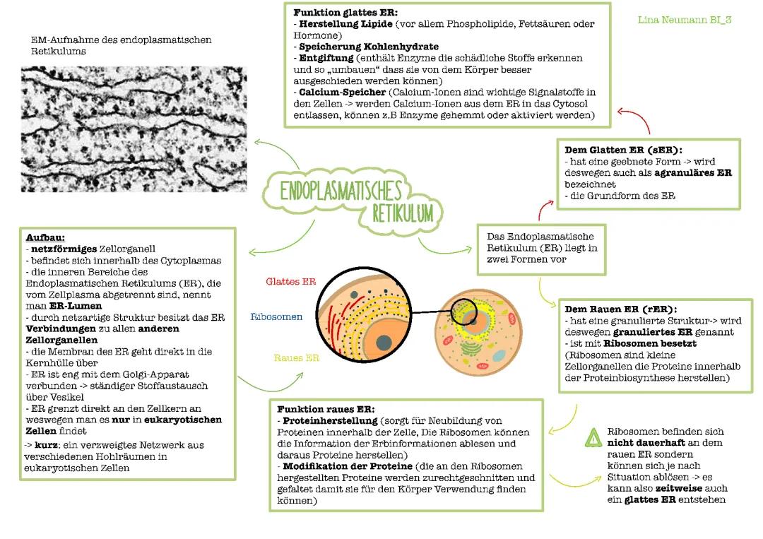 Endoplasmatisches Retikulum 