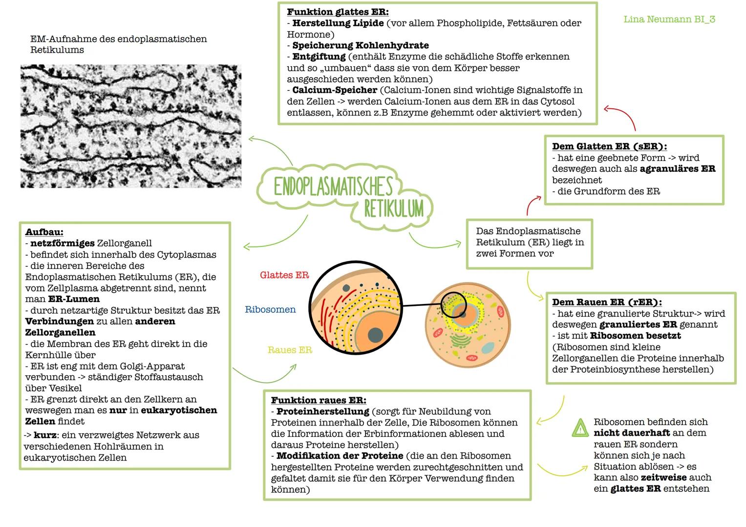 EM-Aufnahme des endoplasmatischen
Retikulums
Aufbau:
-netzförmiges Zellorganell
- befindet sich innerhalb des Cytoplasmas
- die inneren Bere
