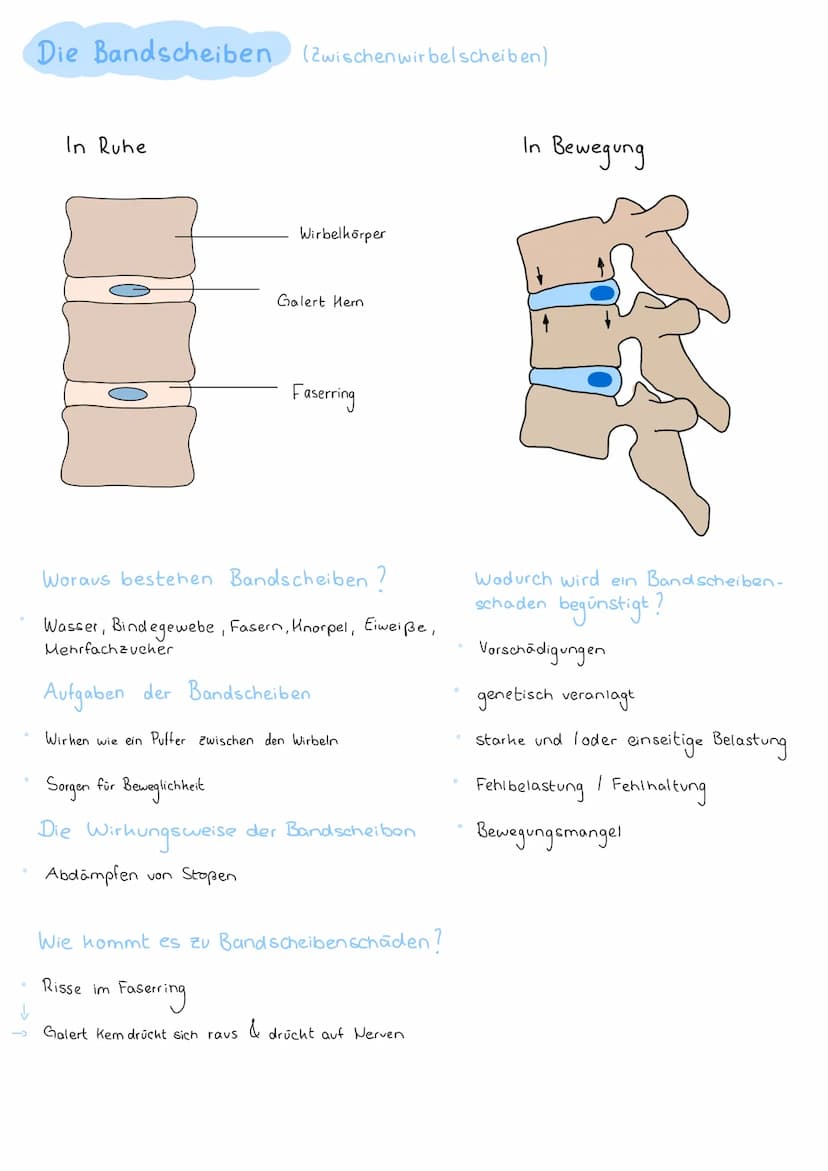 Bandscheibenvorfall (Prolaps)
Bandscheibenvorwölbung
Bandscheibenvorfall Die Bandscheiben (Zwischenwirbelscheiben)
In Ruhe
Wirbelkörper
Gale