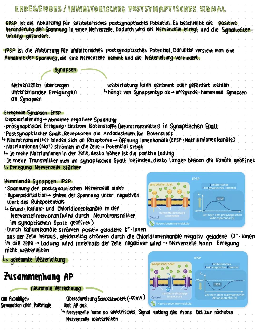 # ERREGENDES / INHIBITORISCHES POSTSYNAPTISCHES SIGNAL
EPSP ist die Abkürzung für exzitatorisches postsynaptisches Potential. Es beschreibt 