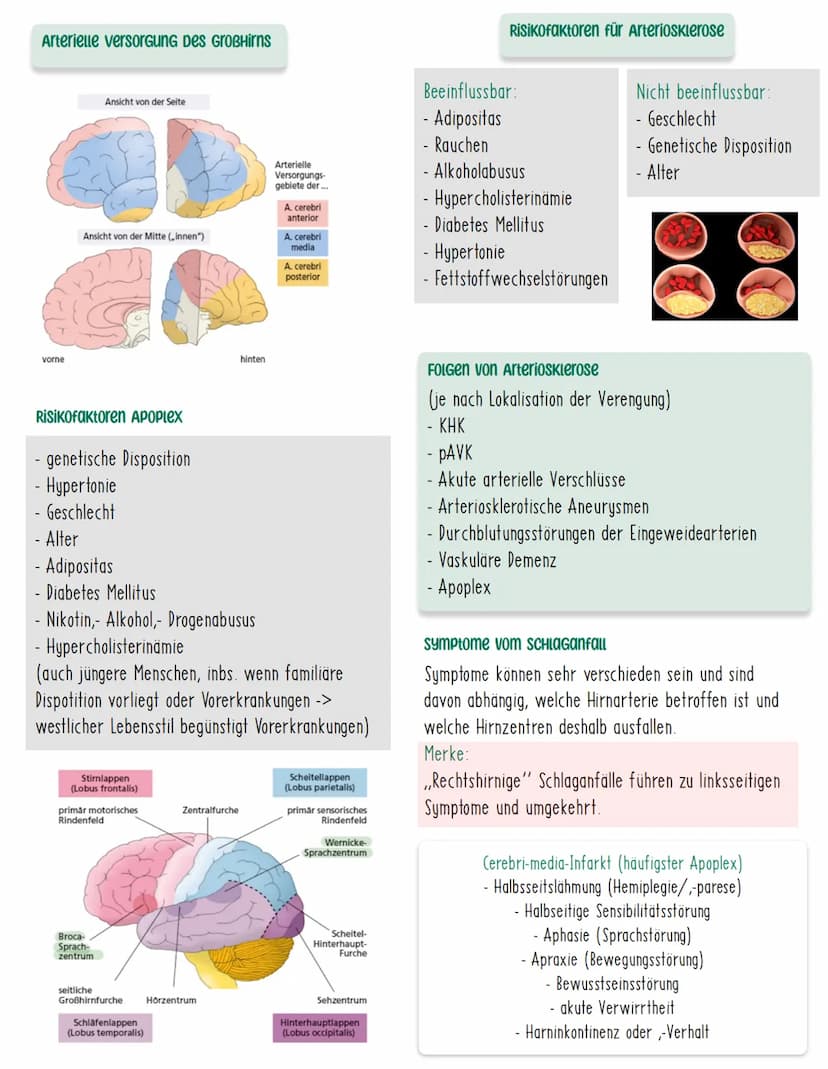 APOPLEX
Definition
Der Apoplex zählt zu den zerebralen Durchblutungsstörungen, die zu
neurologischen Ausfällen führen. Aufgrund der plötzlic