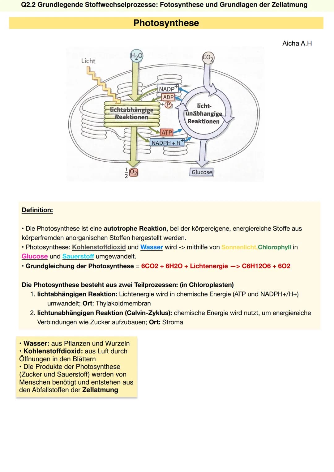 Q2.2 Grundlegende Stoffwechselprozesse: Fotosynthese und Grundlagen der Zellatmung
Chlorophyll (Blattgrün)
• natürlicher Farbstoff, der in a