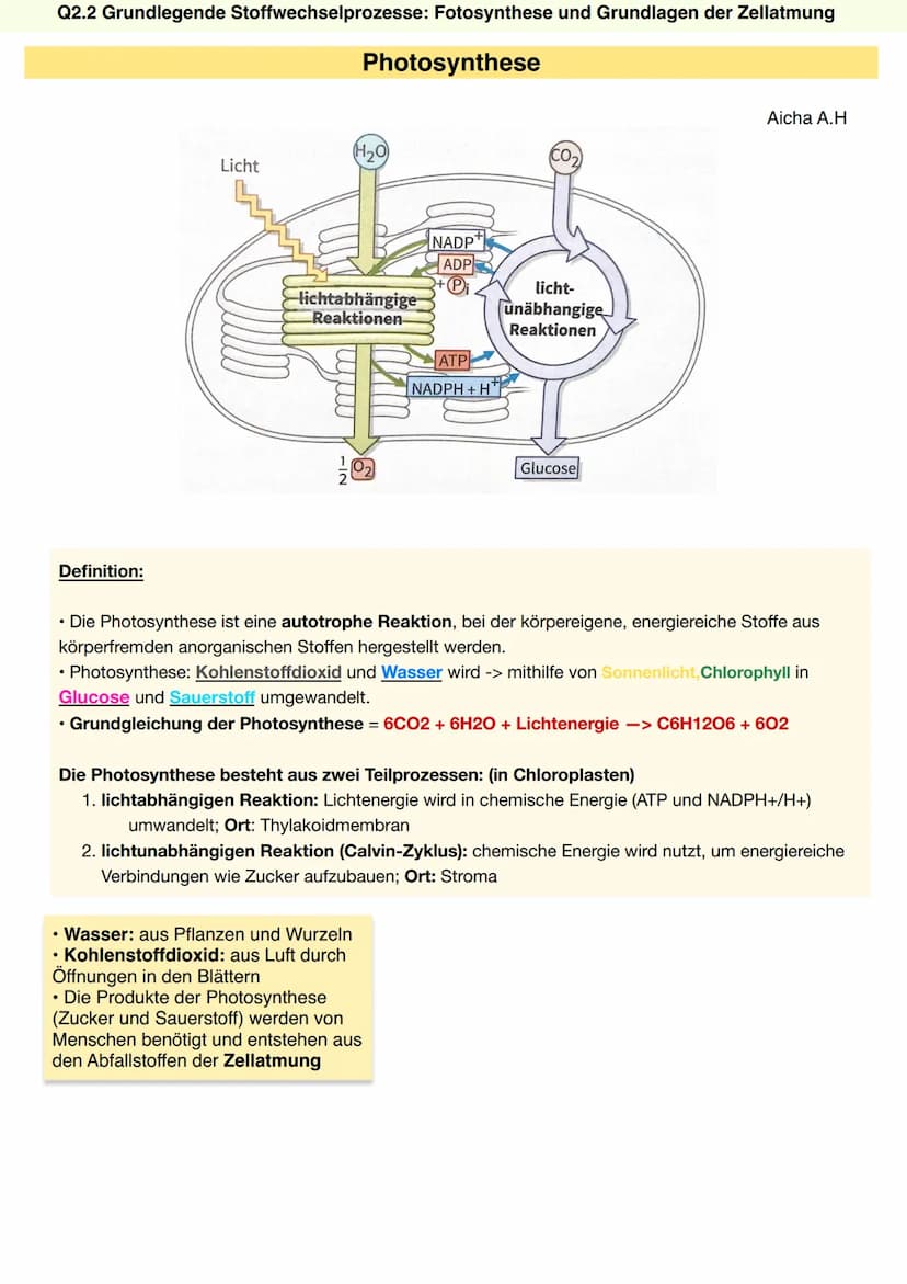 Q2.2 Grundlegende Stoffwechselprozesse: Fotosynthese und Grundlagen der Zellatmung
Chlorophyll (Blattgrün)
• natürlicher Farbstoff, der in a