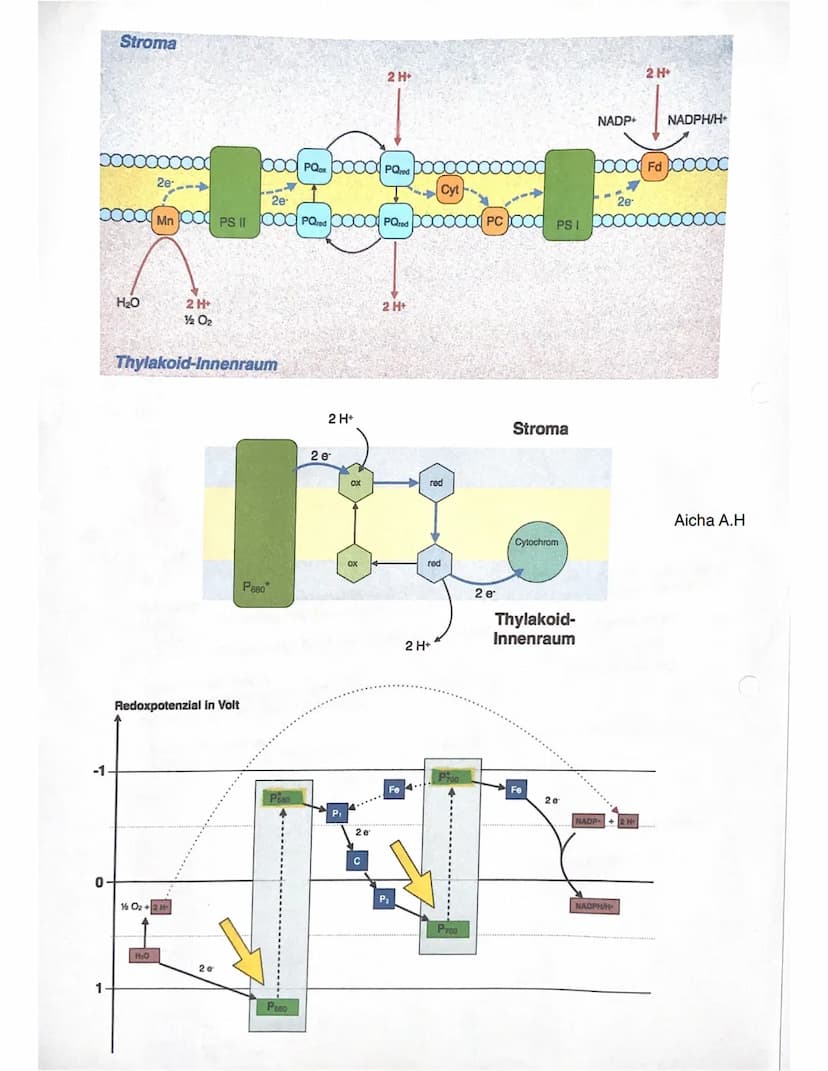Q2.2 Grundlegende Stoffwechselprozesse: Fotosynthese und Grundlagen der Zellatmung
Chlorophyll (Blattgrün)
• natürlicher Farbstoff, der in a