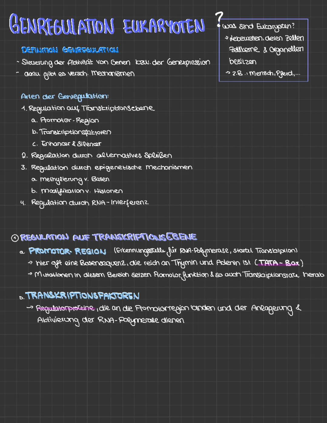 Genregulation leicht erklärt: Eukaryoten vs Prokaryoten – Einfache Aufgaben und Mindmap