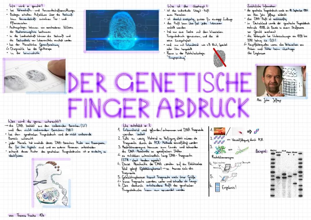 Genetischer Fingerabdruck einfach erklärt - Rätsel und Anwendung 🧬