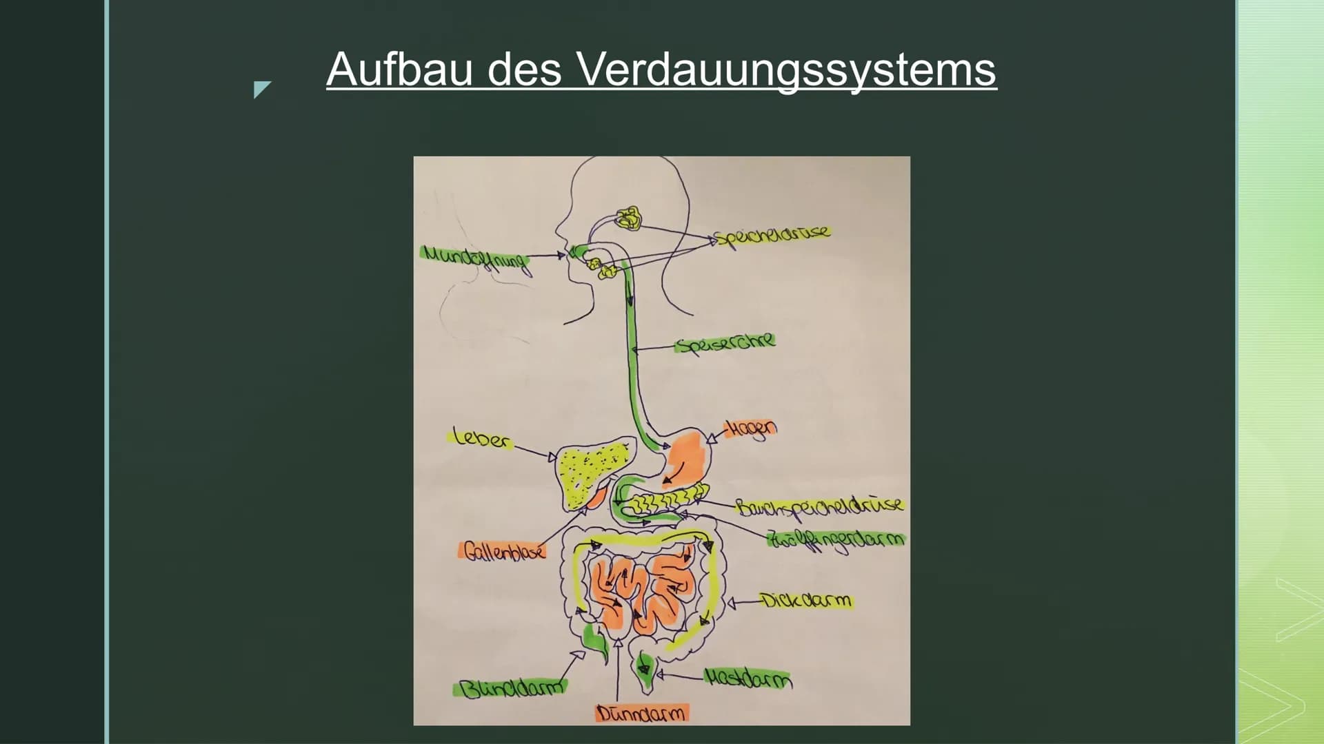 Biologie:
Verdauung ■
Gliederung:
Verdauung:
► Aufbau des Verdauungssystems
➤ Verdauung von Kohlenhydraten
➤ Enzyme Oben links in der Ecke s