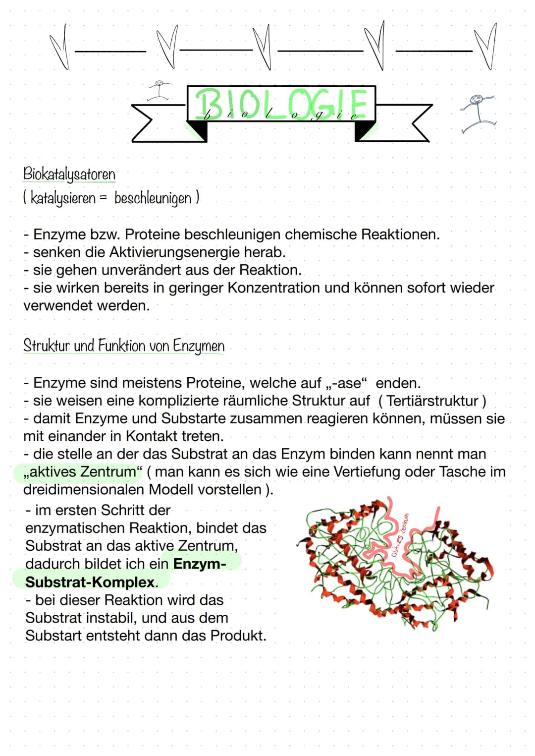 BIOLOGIE
Biokatalysatoren
(katalysieren = beschleunigen).
Enzyme bzw. Proteine beschleunigen chemische Reaktionen.
senken die Aktivierungsen