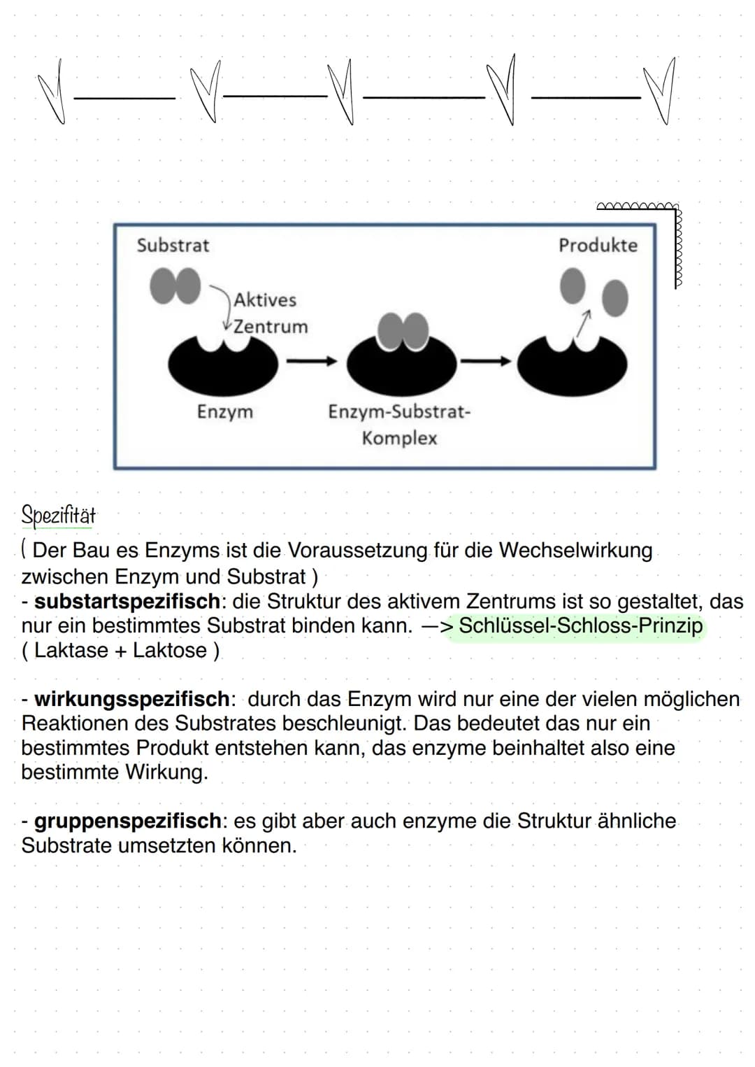 BIOLOGIE
Biokatalysatoren
(katalysieren = beschleunigen).
Enzyme bzw. Proteine beschleunigen chemische Reaktionen.
senken die Aktivierungsen
