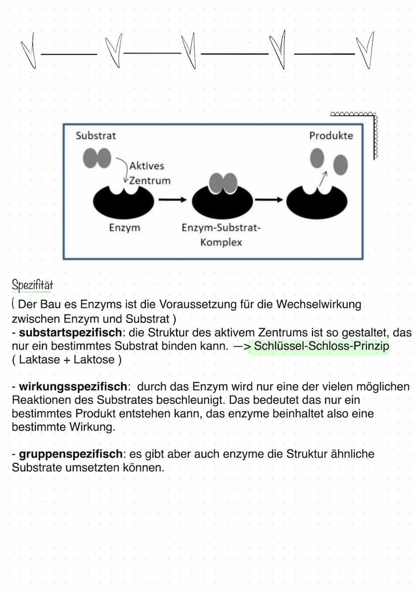 BIOLOGIE
Biokatalysatoren
(katalysieren = beschleunigen).
Enzyme bzw. Proteine beschleunigen chemische Reaktionen.
senken die Aktivierungsen