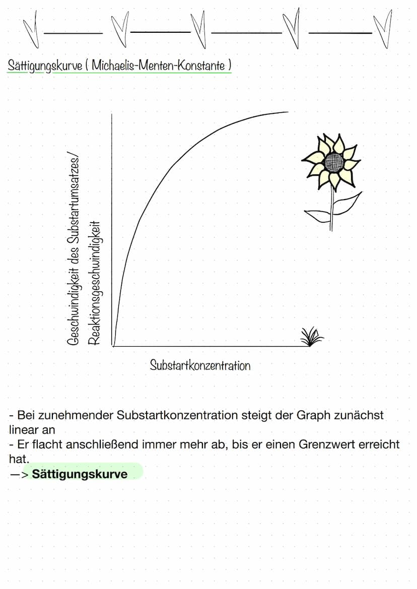BIOLOGIE
Biokatalysatoren
(katalysieren = beschleunigen).
Enzyme bzw. Proteine beschleunigen chemische Reaktionen.
senken die Aktivierungsen