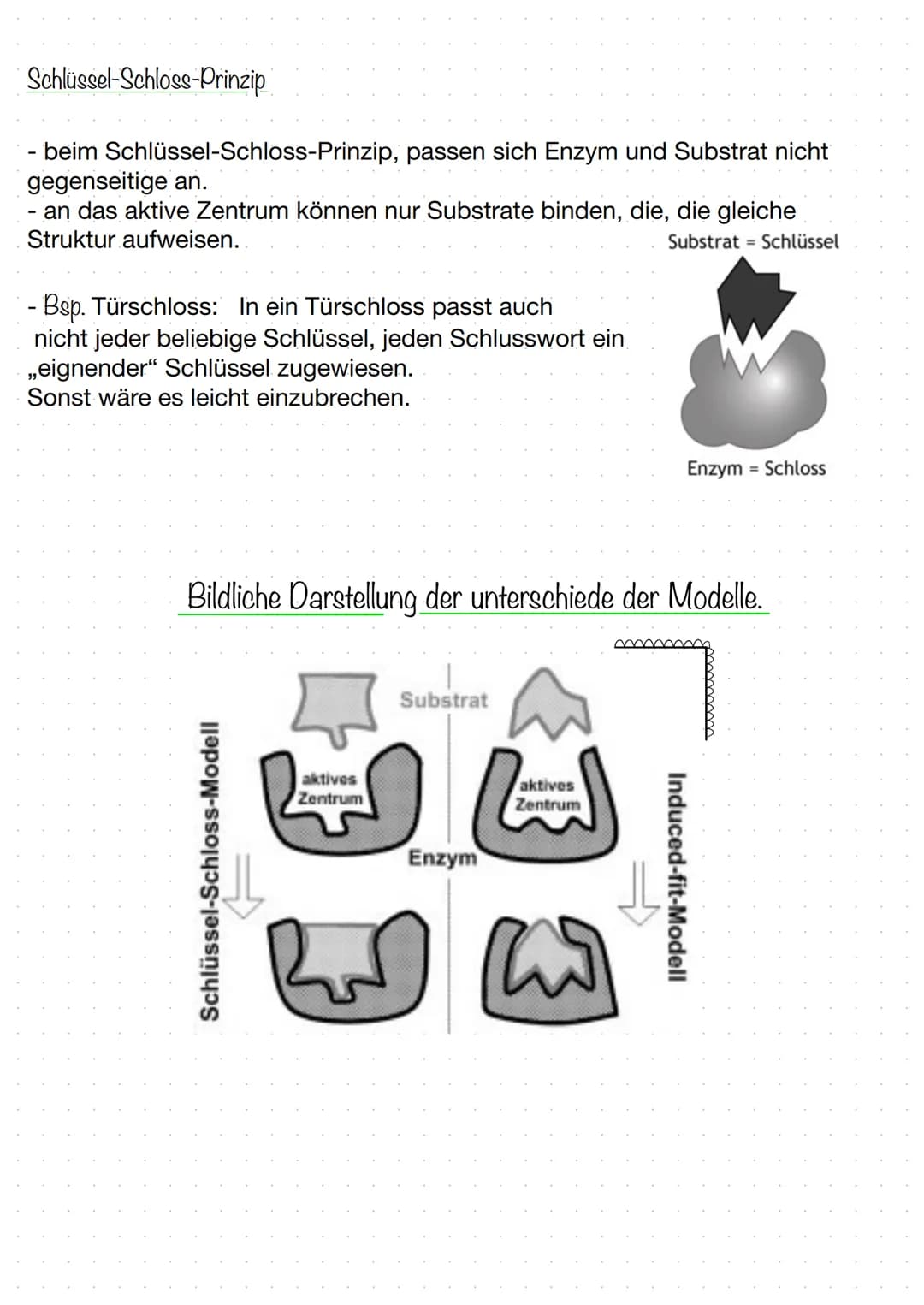 BIOLOGIE
Biokatalysatoren
(katalysieren = beschleunigen).
Enzyme bzw. Proteine beschleunigen chemische Reaktionen.
senken die Aktivierungsen