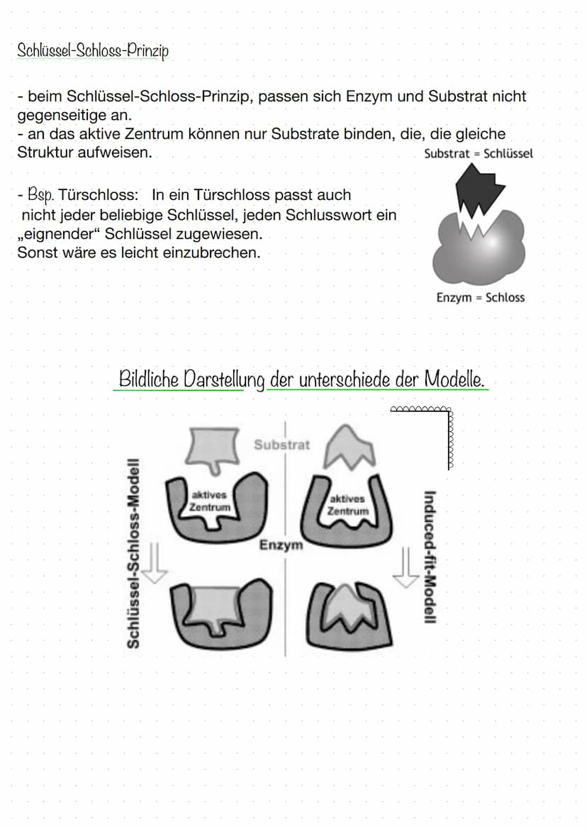 BIOLOGIE
Biokatalysatoren
(katalysieren = beschleunigen).
Enzyme bzw. Proteine beschleunigen chemische Reaktionen.
senken die Aktivierungsen