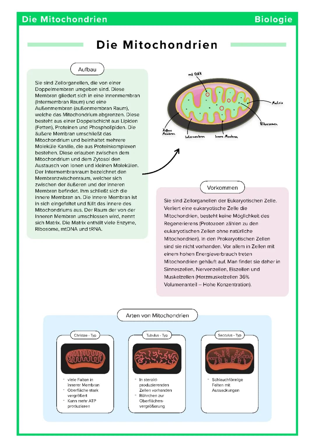 Die Mitochondrien