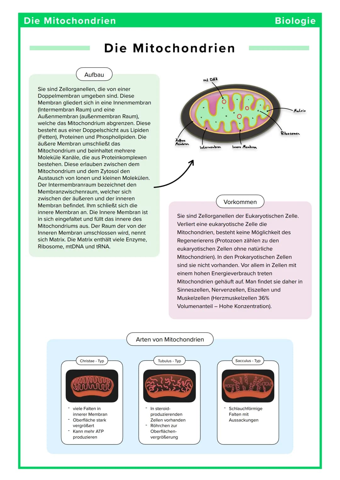 Die Mitochondrien
Aufbau
Die Mitochondrien
Sie sind Zellorganellen, die von einer
Doppelmembran umgeben sind. Diese
Membran gliedert sich in